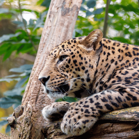 WILDLIFE